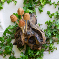 Wall Mushroom Carvings - Small-Ornaments & Figurines-Siesta Crafts