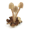Parasite Wood Mushrooms-Ornaments & Figurines-Siesta Crafts
