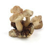 Small Parasite Wood Mushrooms-Ornaments & Figurines-Siesta Crafts