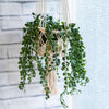 Macrame Plant Hanger-Plant Pots, Vases & Hangers-Siesta Crafts