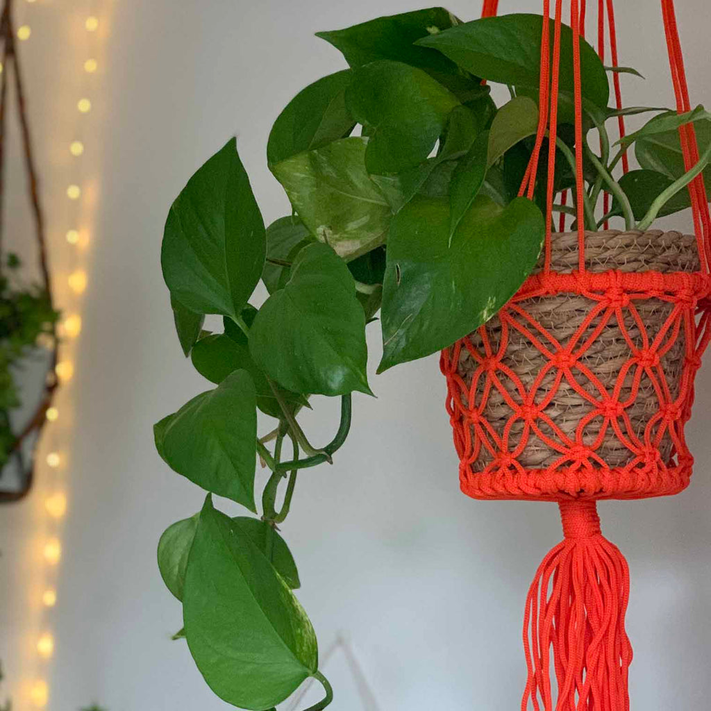 Bright Macrame Plant Hanger-Plant Pots, Vases & Hangers-Siesta Crafts
