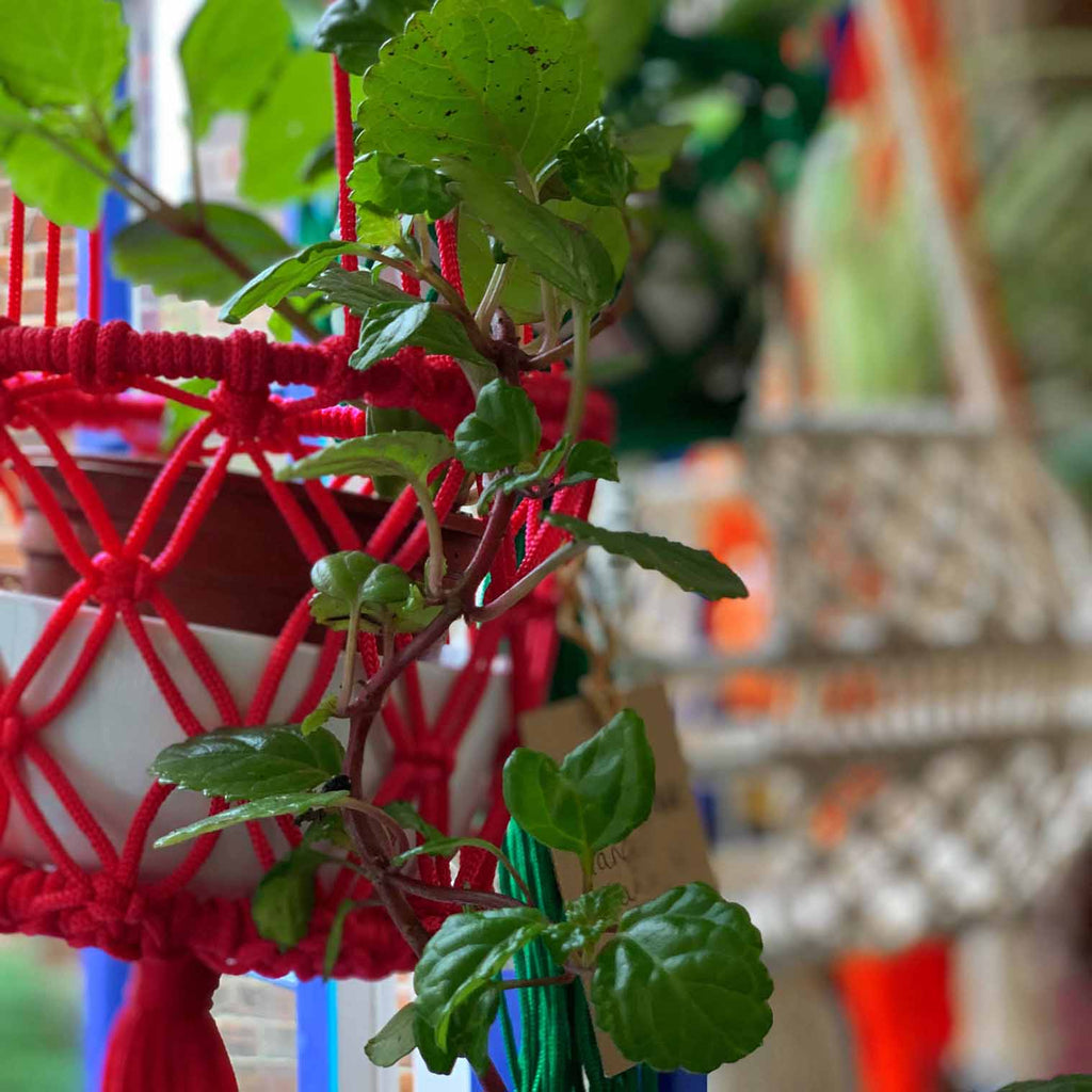 Bright Macrame Plant Hanger-Plant Pots, Vases & Hangers-Siesta Crafts