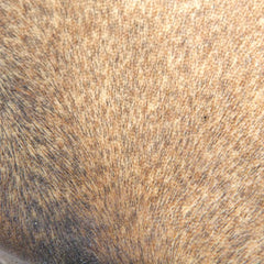 Raw Goat Skin Shamanic Drum 30cm-Drums-Siesta Crafts