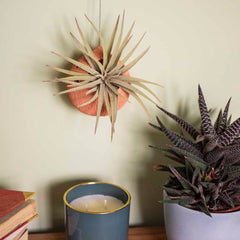 Globe Ceramic Air Plant Hanger-Plant Pots, Vases & Hangers-Siesta Crafts
