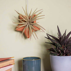 Star Ceramic Air Plant Hanger-Plant Pots, Vases & Hangers-Siesta Crafts