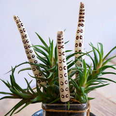 Tentacles Ceramic Plant Pot Decoration - Set of Three-Ornaments & Figurines-Siesta Crafts